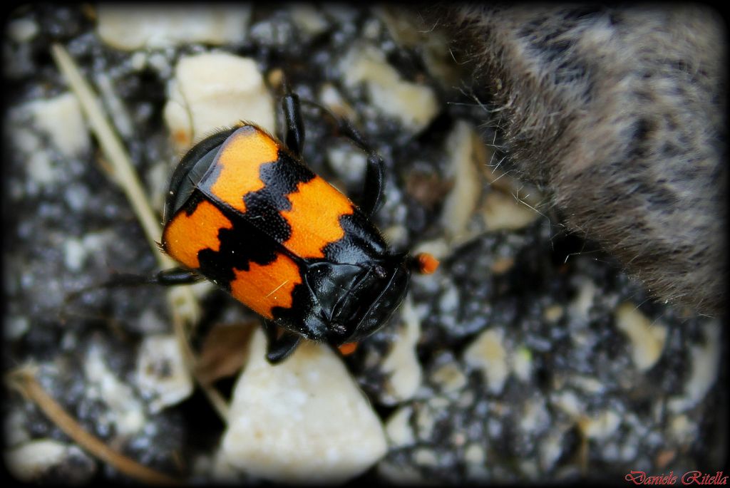 Nicrophorus  sp.